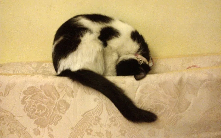 
        20 алогичных решений, которые способны принять только котики    