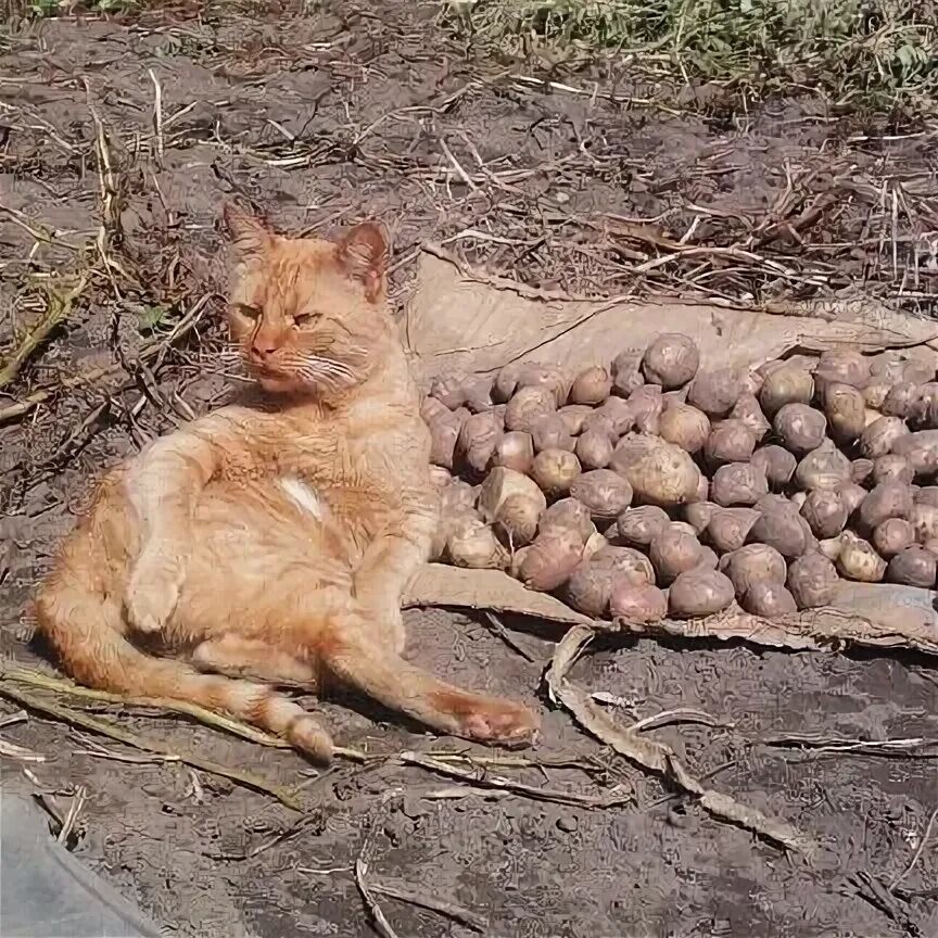 
        Кошка и&nbsp;картошка: 22&nbsp;милых снимка, демонстрирующих единство приятного и&nbsp;полезного    