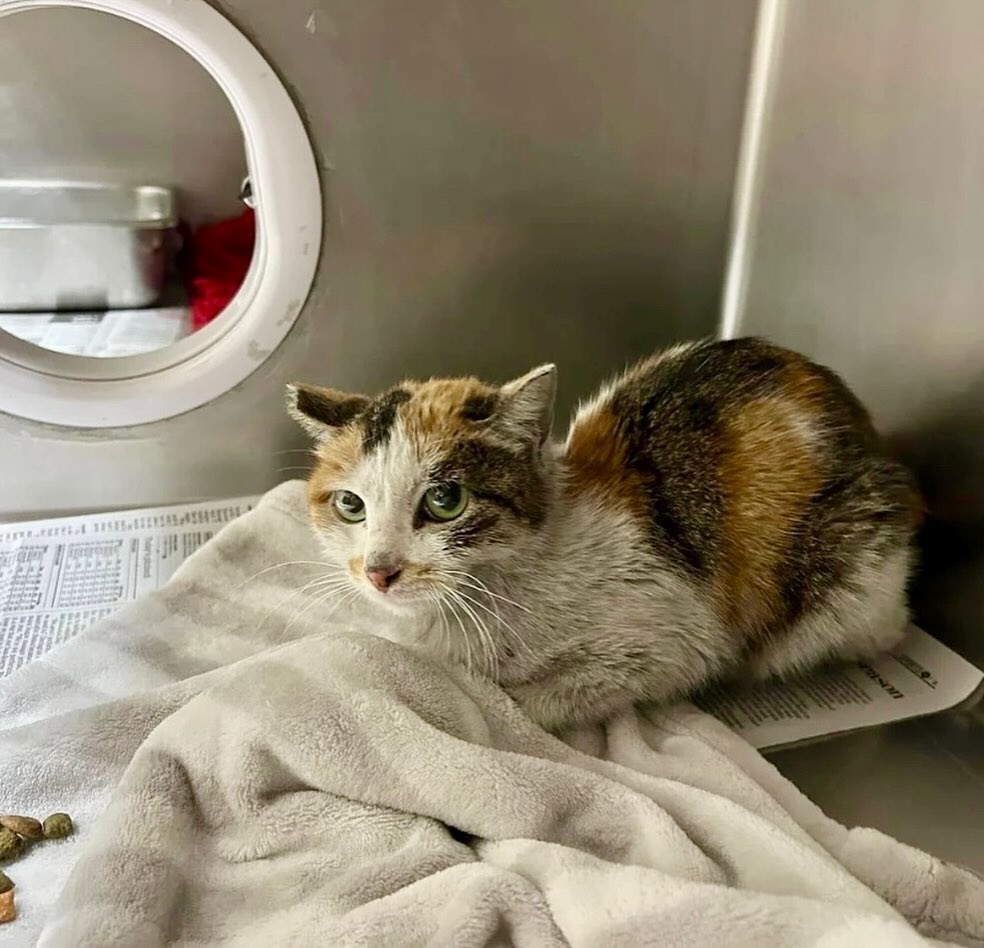 
        Кошка пережила трёхнедельное путешествие через океан в&nbsp;грузовом контейнере    