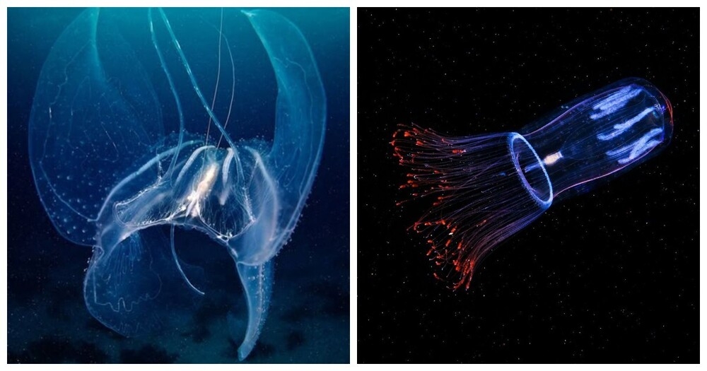 
        15&nbsp;примеров, демонстрирующих мистическую красоту глубоководных жителей    