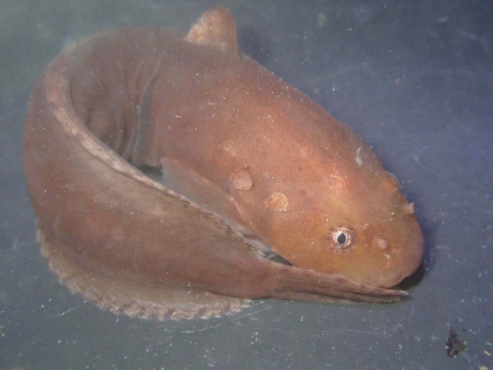 
        Морской слизень: рыба из&nbsp;Марианской впадины с&nbsp;глубины 8000 метров    