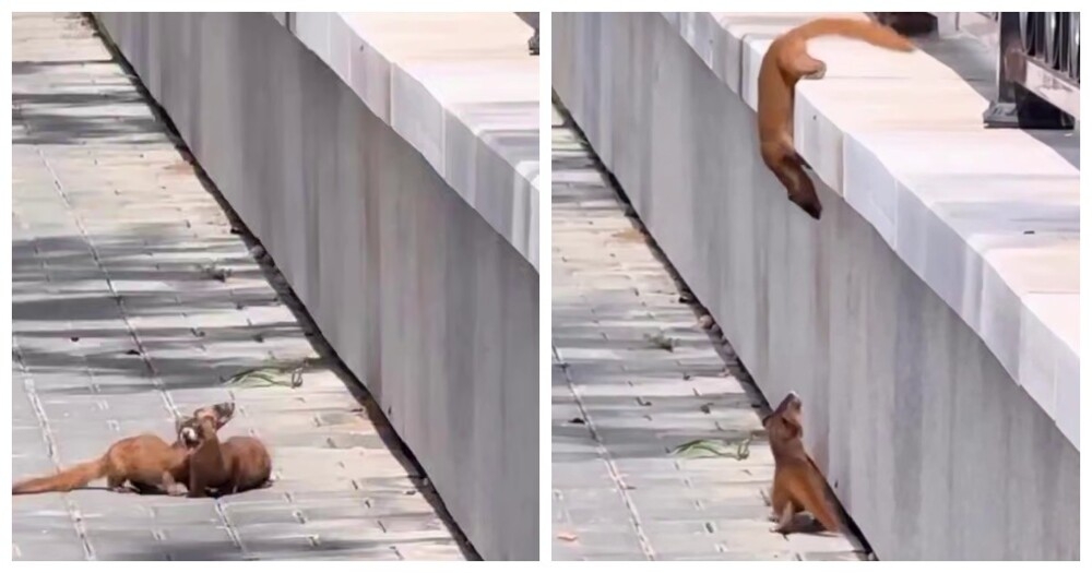 Помог другу как мог
Помог другу как мог