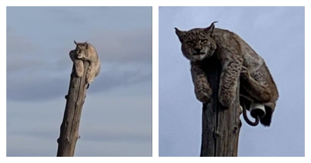 
        В&nbsp;Забайкалье стая собак загнала рысь на&nbsp;столб    