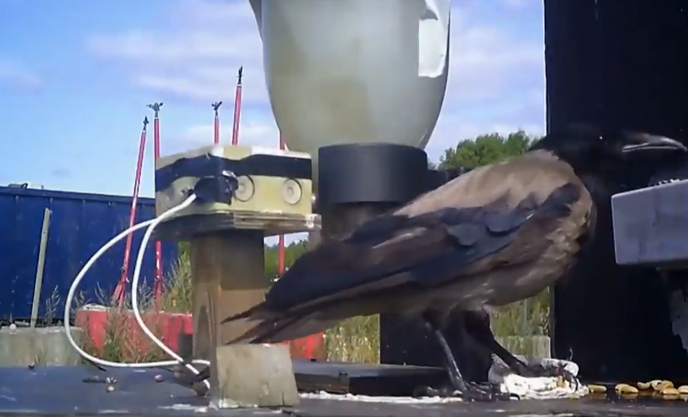 Шведы научили ворон убирать мелкий мусор с улиц
Шведы научили ворон убирать мелкий мусор с улиц