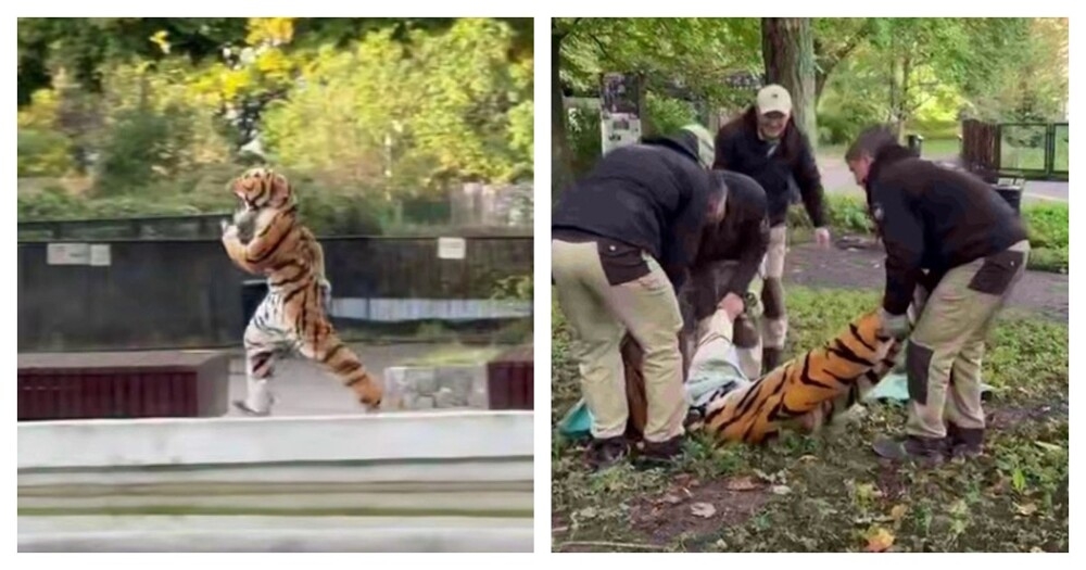 
        В&nbsp;Калининградском зоопарке прошли учения по&nbsp;поимке сбежавшего тигра    