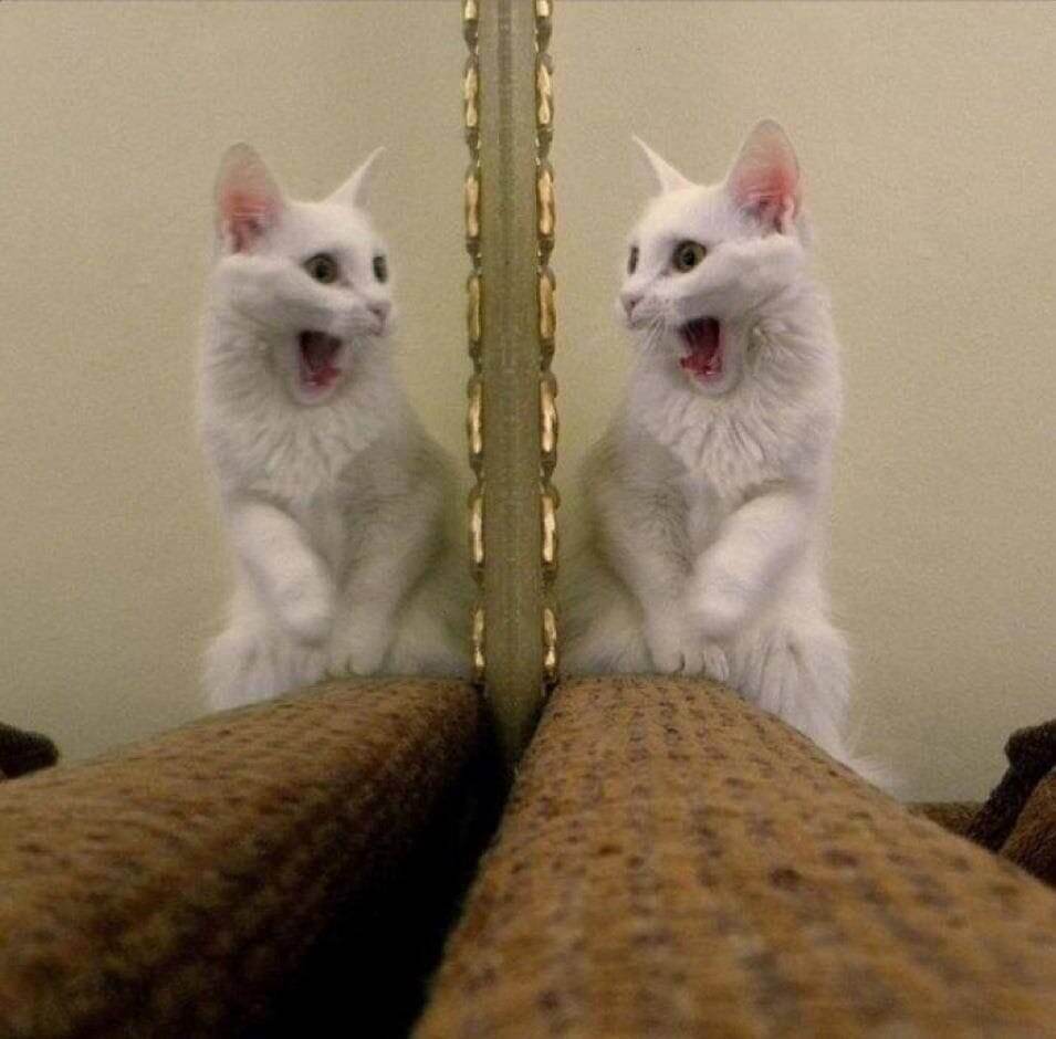 15 фотографий, которые доказывают, что котики и зеркала — это идеальное сочетание
15 фотографий, которые доказывают, что котики и зеркала — это идеальное сочетание