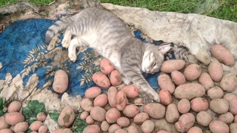 
        Кошка и&nbsp;картошка: 22&nbsp;милых снимка, демонстрирующих единство приятного и&nbsp;полезного    