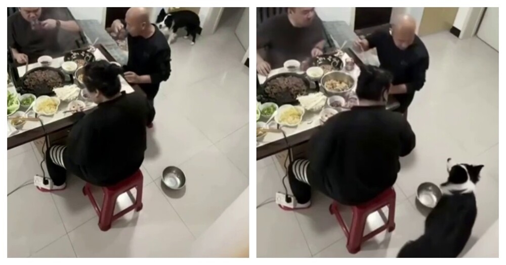 Голодный пёс проучил хозяина
Голодный пёс проучил хозяина