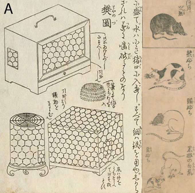 
        От&nbsp;переносчика чумы до&nbsp;любимого питомца: история одомашнивания крыс    