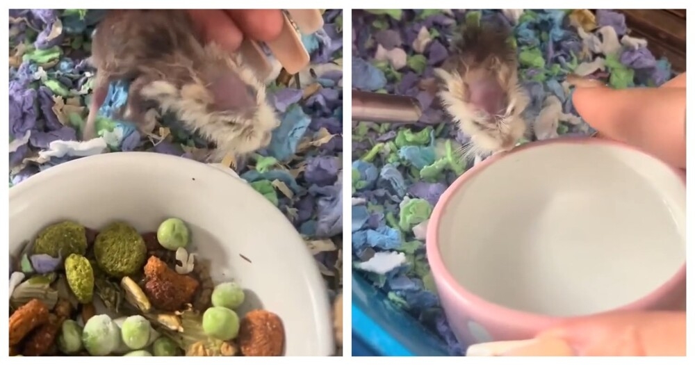 
        Хомяк-долгожитель    