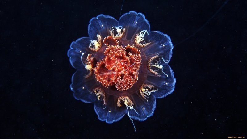 
        15&nbsp;примеров, демонстрирующих мистическую красоту глубоководных жителей    