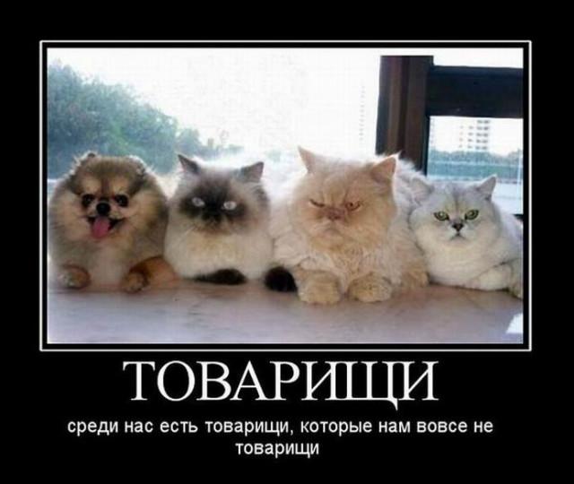 
			Демотиваторы №3756 (17 фото)