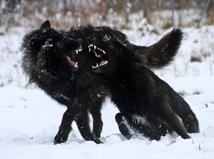 
        Чёрные волки: почему их&nbsp;нет&nbsp;и&nbsp;никогда не&nbsp;будет в&nbsp;России?    