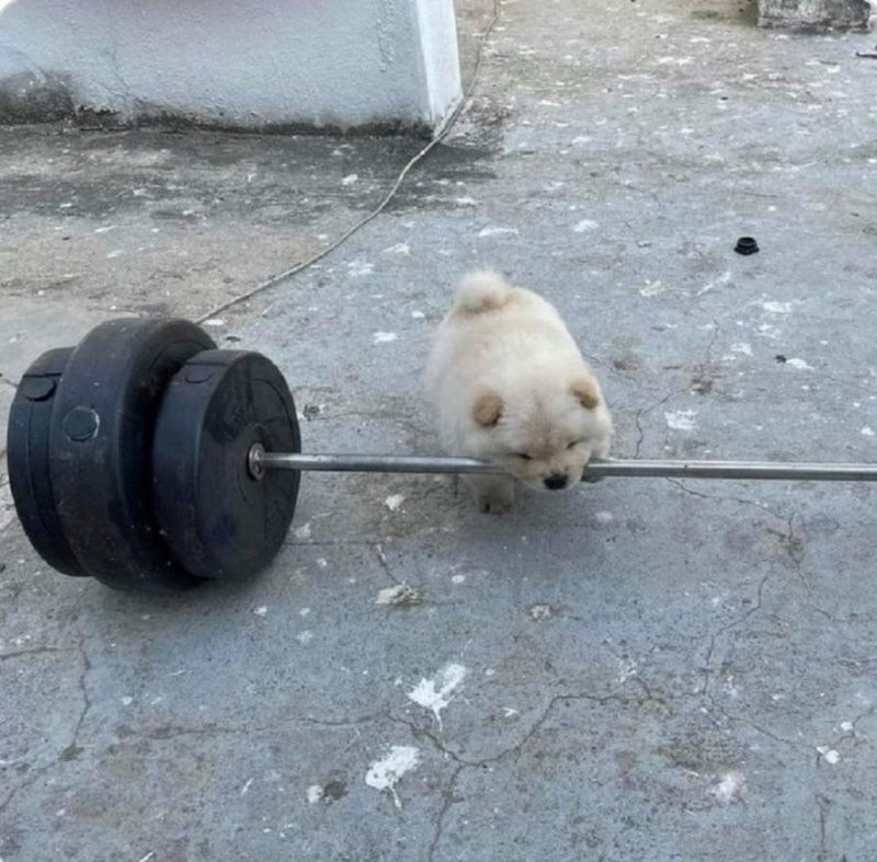 40 снимков прелестных созданий с невероятно мощной аурой позитива
40 снимков прелестных созданий с невероятно мощной аурой позитива