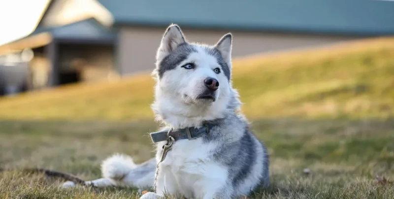 
        Мужчина оставил хаски одного в&nbsp;доме: он&nbsp;не&nbsp;был&nbsp;готов к&nbsp;тому, что&nbsp;увидел по&nbsp;возвращении    