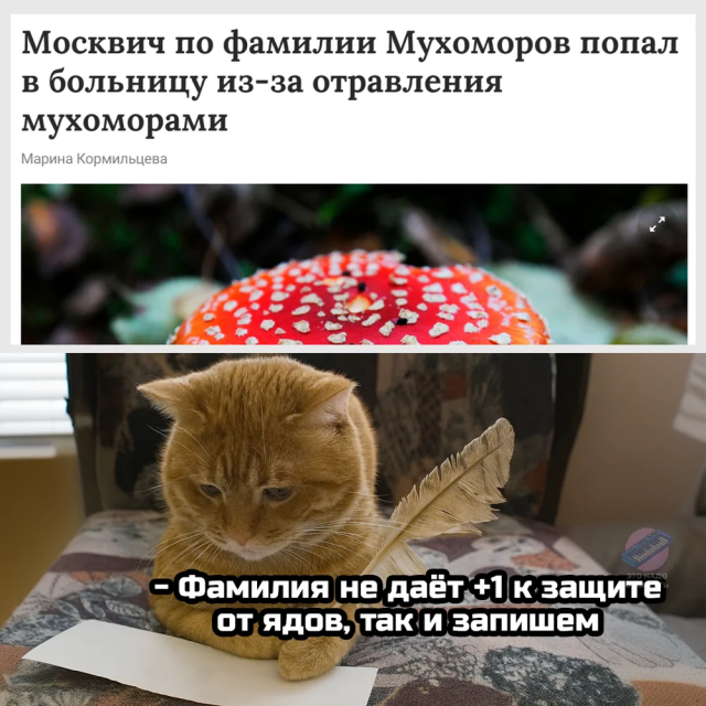 Немного грибного юмора