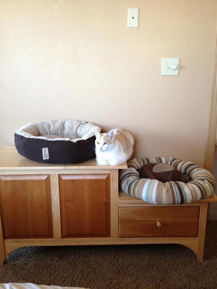
        20 алогичных решений, которые способны принять только котики    