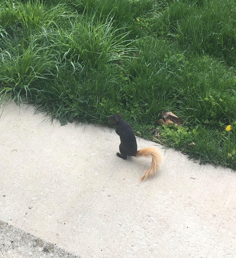 
        20&nbsp;фотографий, демонстрирующих таланты созданий природы в&nbsp;искусстве маскировки    