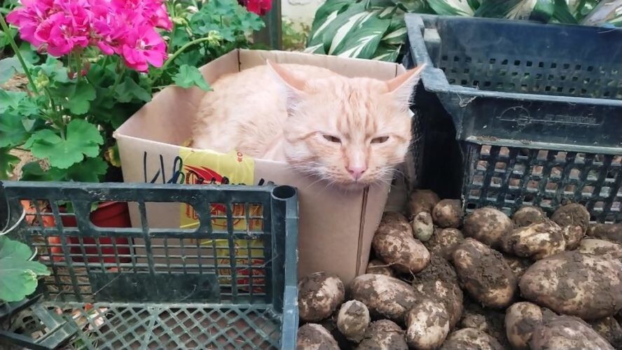 
        Кошка и&nbsp;картошка: 22&nbsp;милых снимка, демонстрирующих единство приятного и&nbsp;полезного    