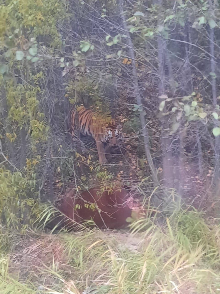 В Приморье тигр напал на машину с людьми, которые мешали ему ужинать
В Приморье тигр напал на машину с людьми, которые мешали ему ужинать
