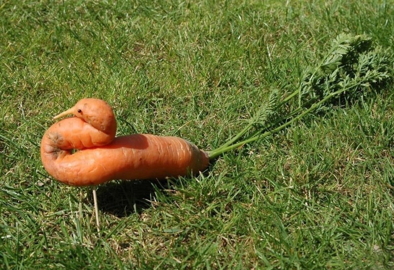 
        20&nbsp;фотографий, демонстрирующих таланты созданий природы в&nbsp;искусстве маскировки    