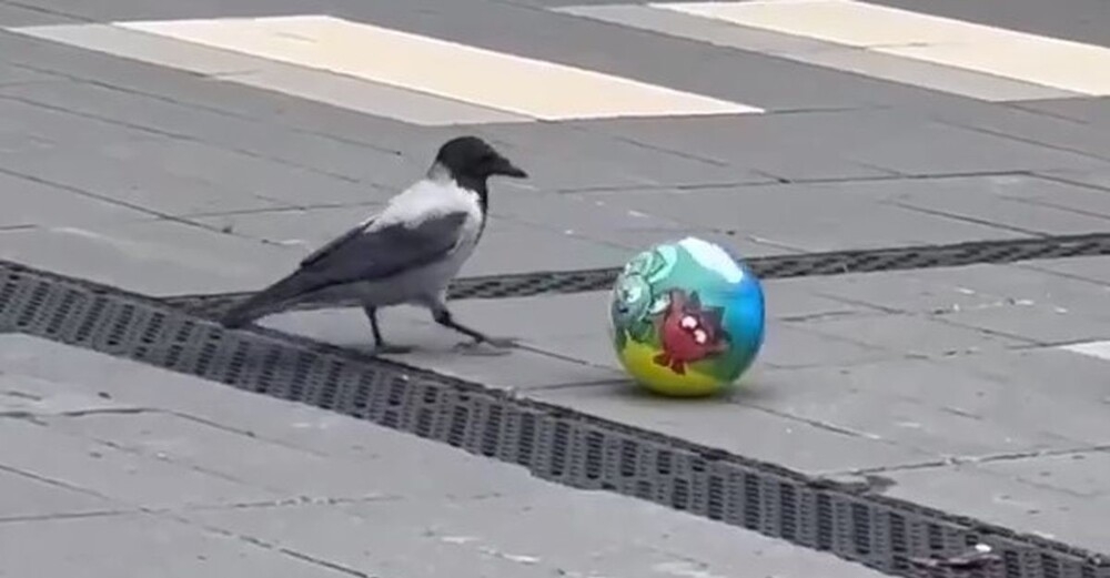 
        Пернатая фанатка футбола    