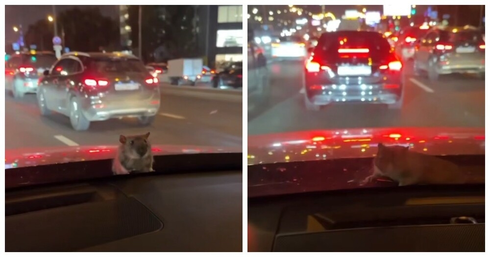 
        Крыса вылезла из-под капота во&nbsp;время движения по&nbsp;трассе в&nbsp;Москве    