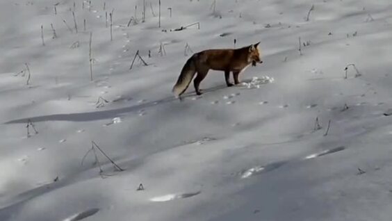 
        Лиса удачно "нырнула"    