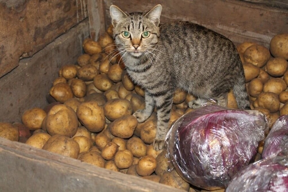 
        Кошка и&nbsp;картошка: 22&nbsp;милых снимка, демонстрирующих единство приятного и&nbsp;полезного    