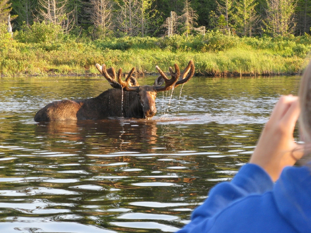 
        5&nbsp;фактов, которые меняют представление о&nbsp;лосе    