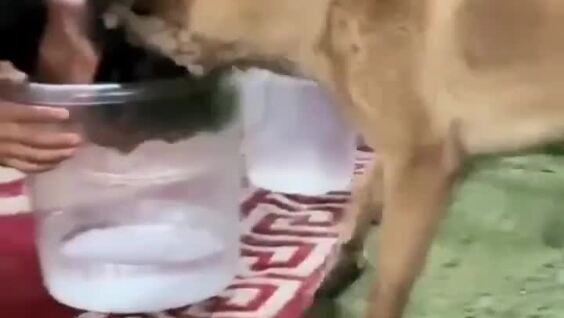 
        Собака поняла, что&nbsp;её&nbsp;хозяин жульничает    