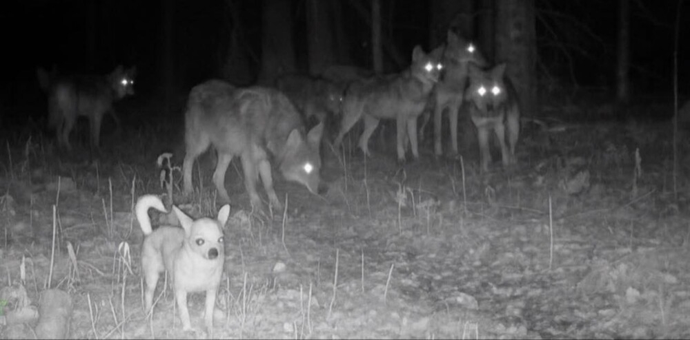 Какие породы собак выживут в дикой природе?
Какие породы собак выживут в дикой природе?