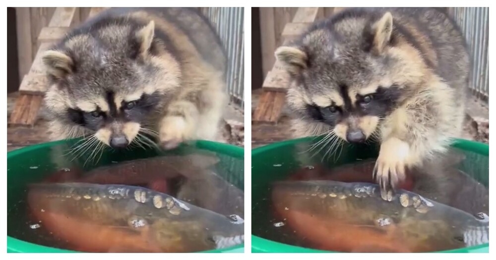 
        Енот и&nbsp;рыба в&nbsp;тазу    