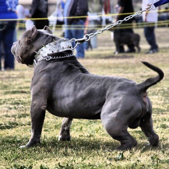 
        Американский булли    