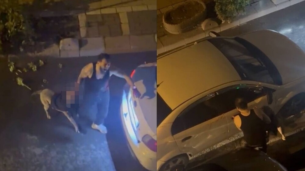 
        "Чуть не разорвал": в Турции питбуль вцепился в руку хозяину    