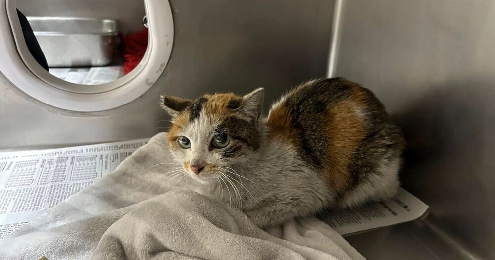 
        Кошка пережила трёхнедельное путешествие через океан в&nbsp;грузовом контейнере    