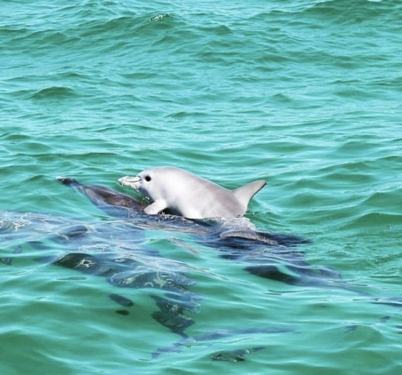 
        20&nbsp;кадров, приоткрывающих завесу тайн океанских глубин    