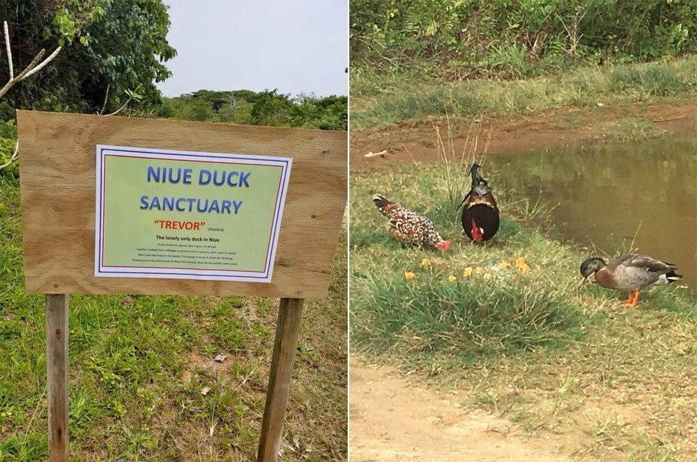 
        Необычная история Тревора &ndash; самого одинокого селезня в&nbsp;мире    