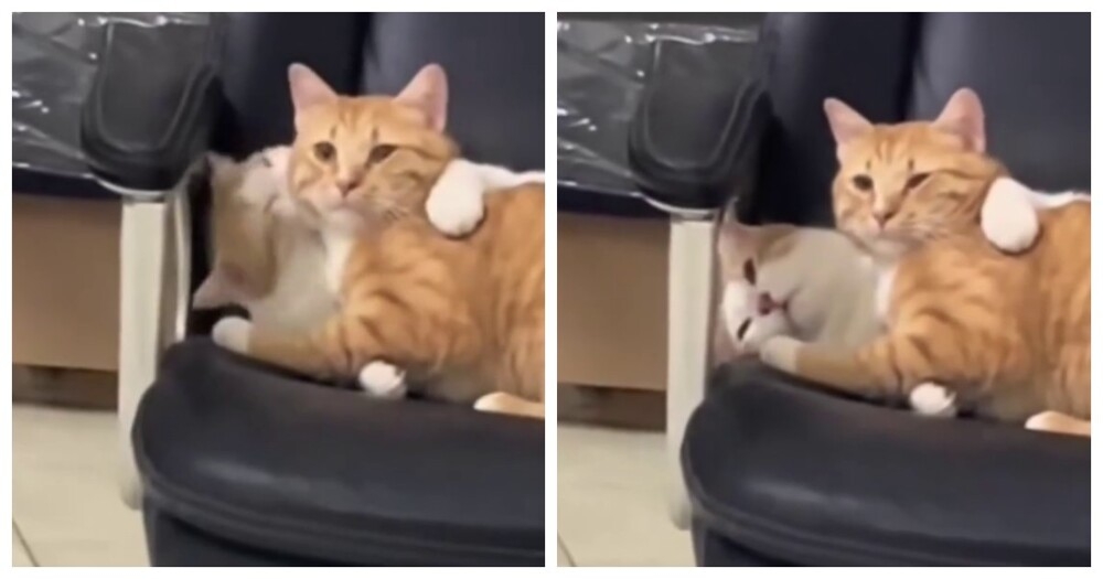 Любвеобильная кошка "зацеловала" кота
Любвеобильная кошка "зацеловала" кота