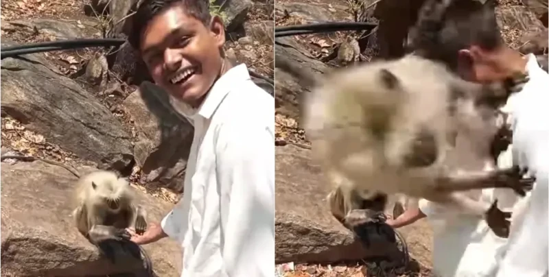 Мужчина оказался в сцене ревности двух обезьянок
Мужчина оказался в сцене ревности двух обезьянок