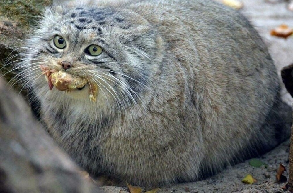 
        Манул: асоциальный мизантроп    