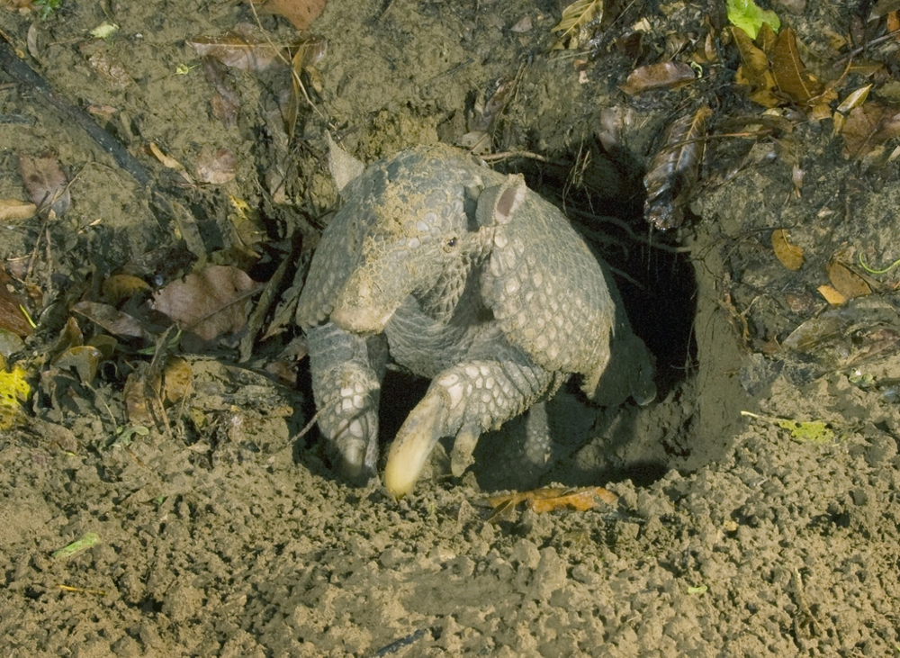 
        Гигантский броненосец: превратил свои лапы в&nbsp;клешни, из-за которых больше не&nbsp;может нормально ходить    