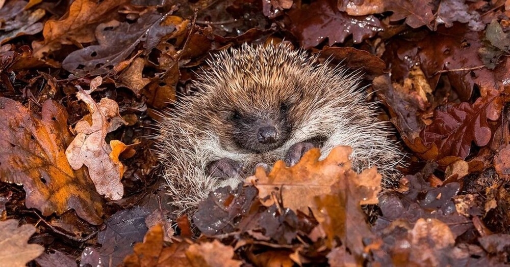 
        Ёж&nbsp;готовится к&nbsp;зимней спячке    