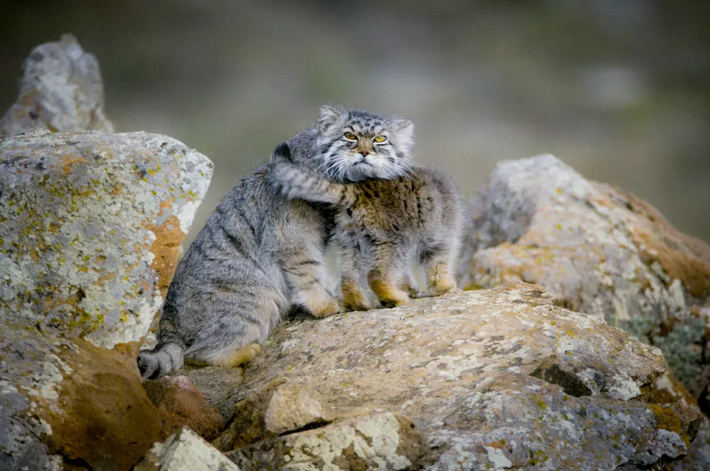
        Манул: асоциальный мизантроп    