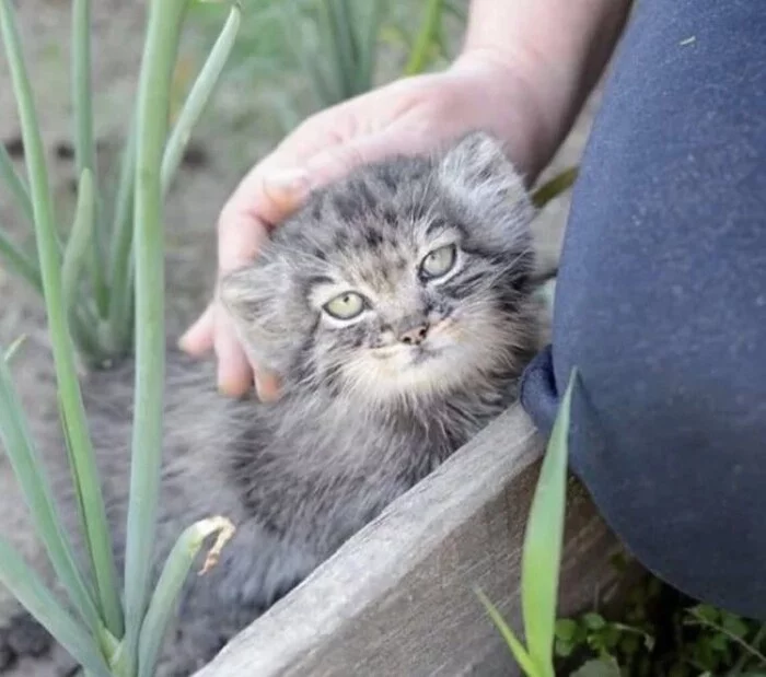 
        Манул: асоциальный мизантроп    