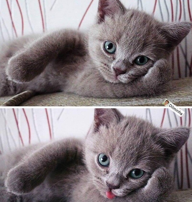 
        20&nbsp;животных, изяществу и&nbsp;грации которых позавидует любая модель    