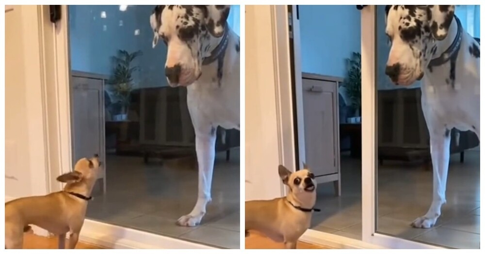 Когда ты смелый только за стеклом
Когда ты смелый только за стеклом