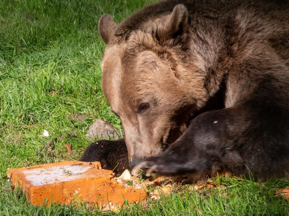
        Медведь, который первым в&nbsp;мире перенёс операцию на&nbsp;головном мозге, отметил день рождения    