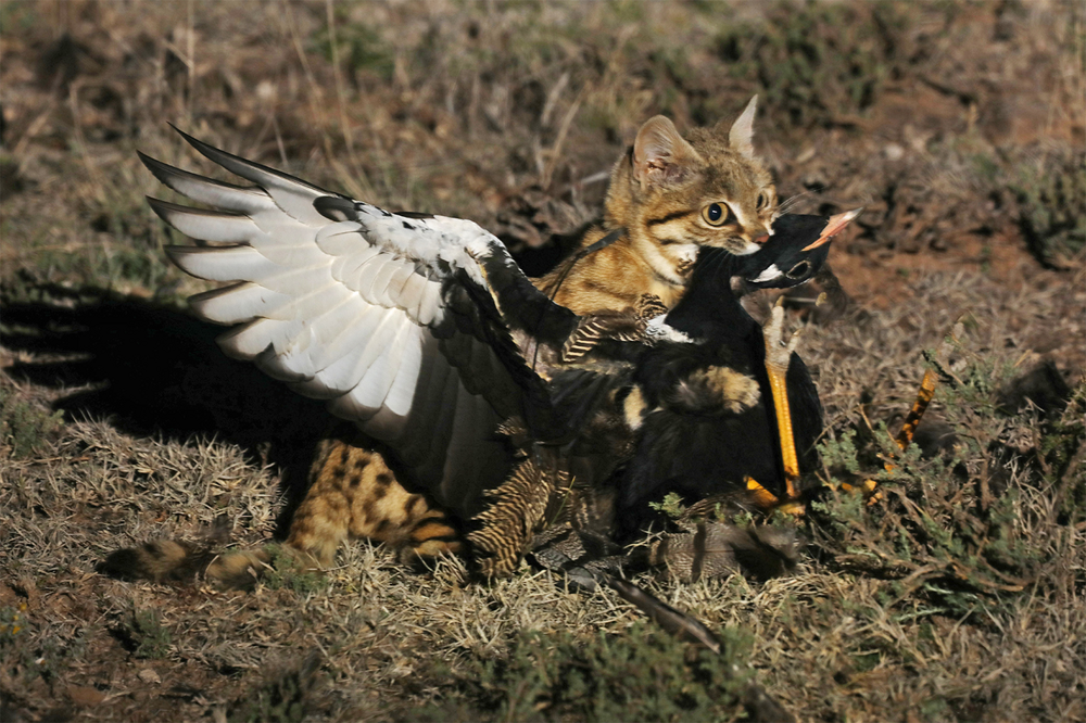 
        Черноногая кошка: малютка-терминатор уносит по&nbsp;15&nbsp;жизней за&nbsp;ночь    