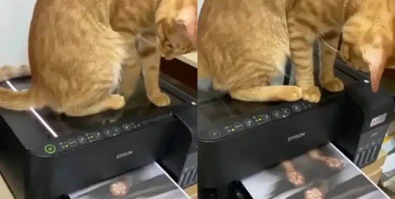 Кот отсканировал и распечатал своё изображение
Кот отсканировал и распечатал своё изображение